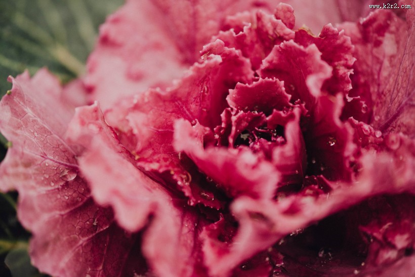 挂着水珠的花朵图片大全