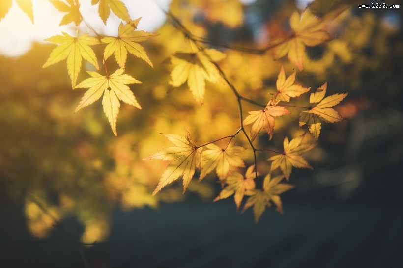 秋季漂亮的枫叶图片大全