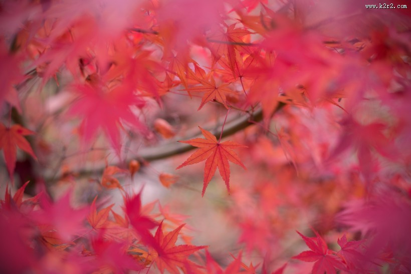 秋季漂亮的枫叶图片大全