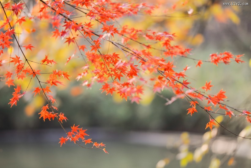 秋季漂亮的枫叶图片大全