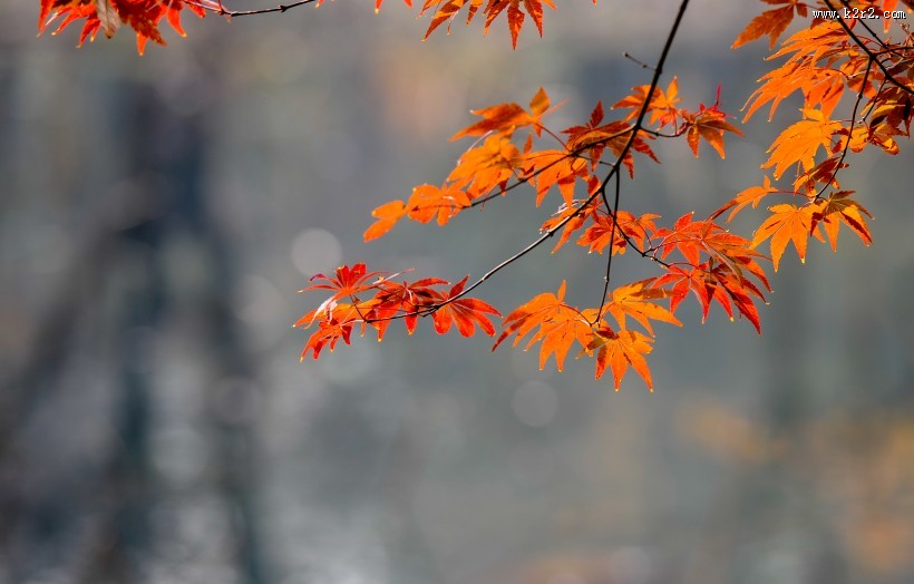 秋季漂亮的枫叶图片大全