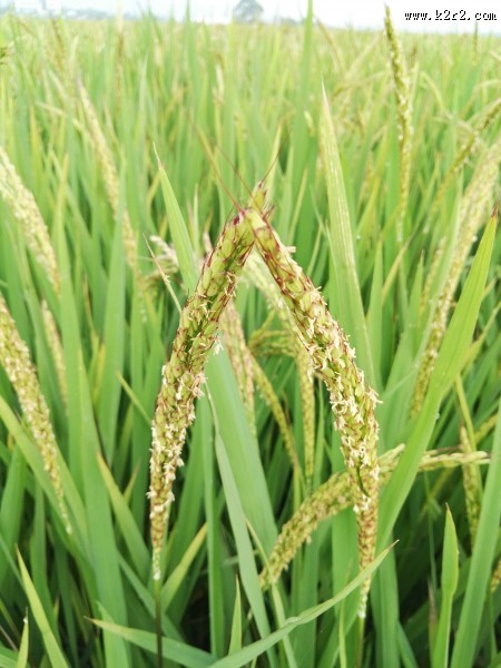 金黄丰收的水稻图片