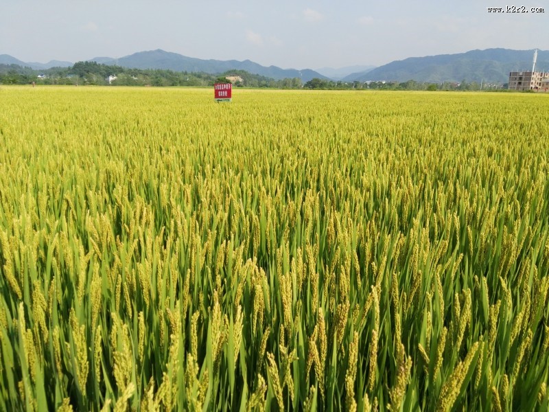 金黄丰收的水稻图片