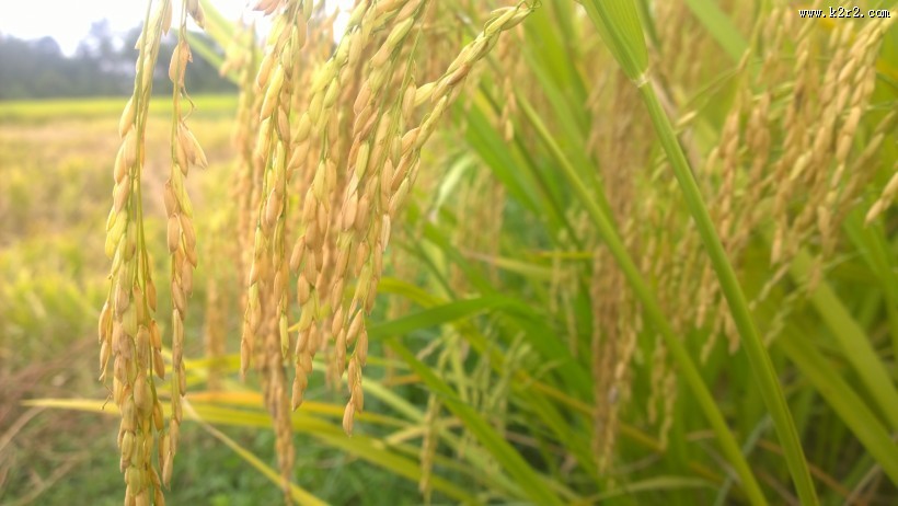 金黄丰收的水稻图片