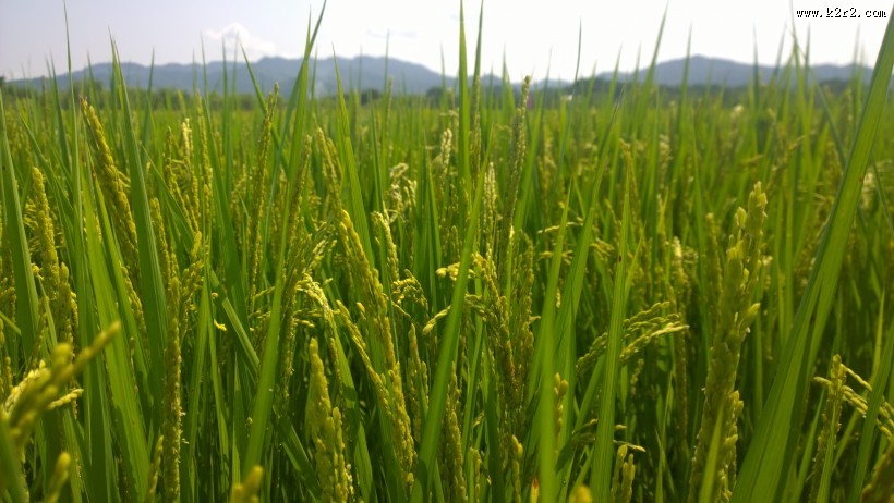 金黄丰收的水稻图片