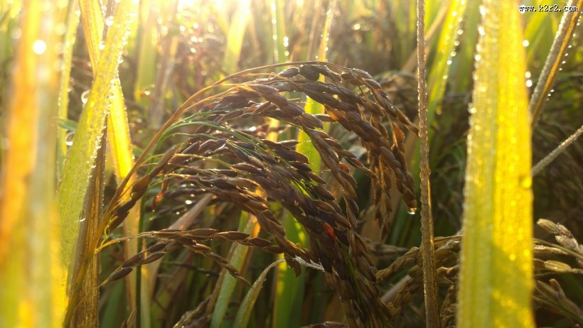 金黄丰收的水稻图片