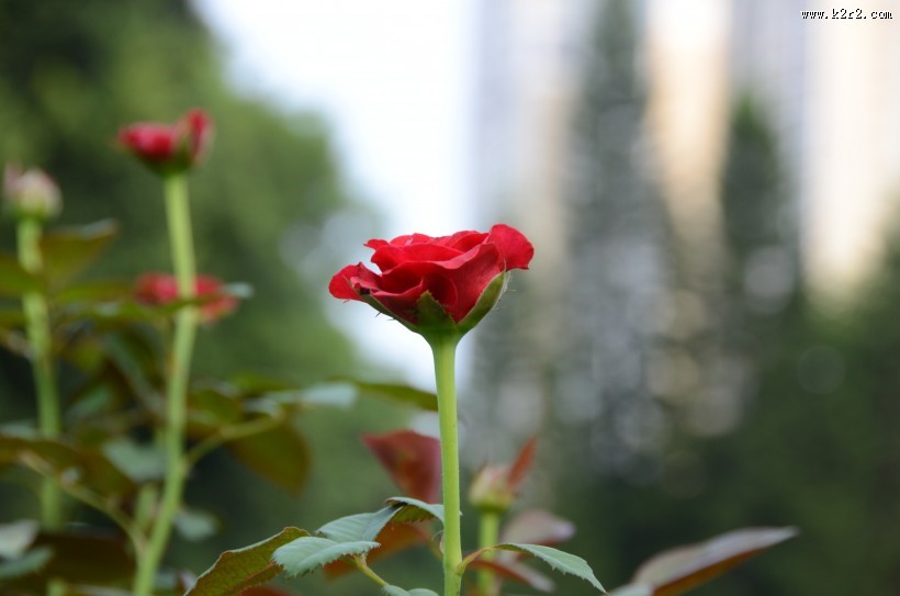 生命力旺盛的月季花图片