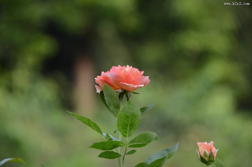 生命力旺盛的月季花图片