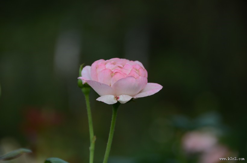 生命力旺盛的月季花图片