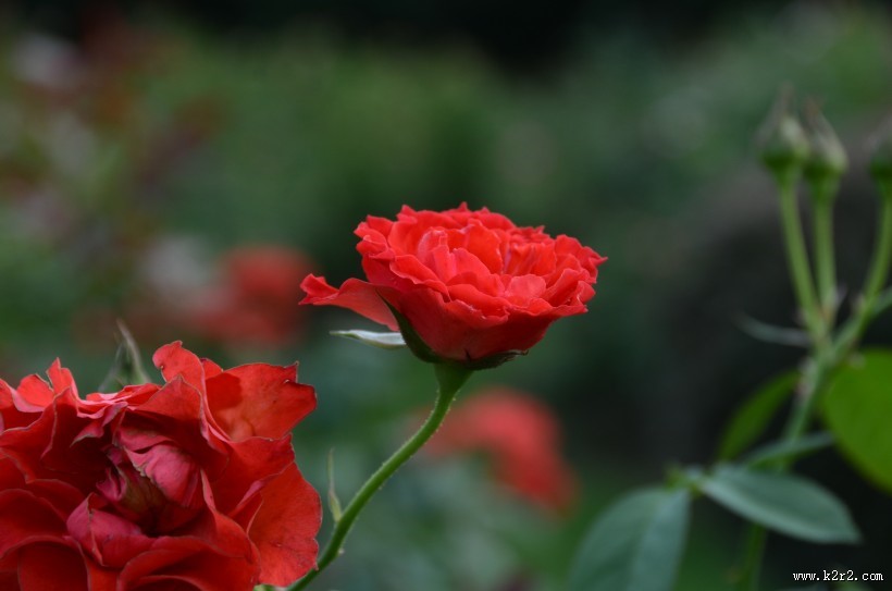 生命力旺盛的月季花图片
