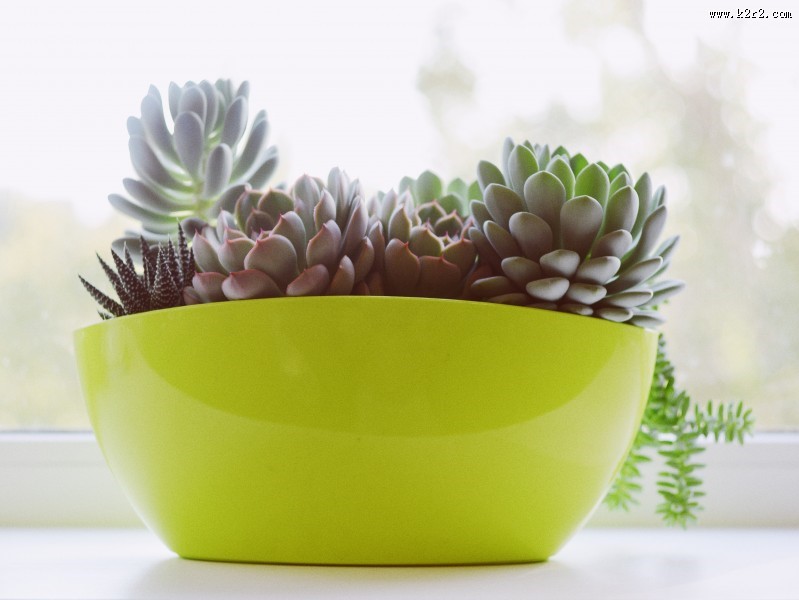 唯美的多肉植物图片