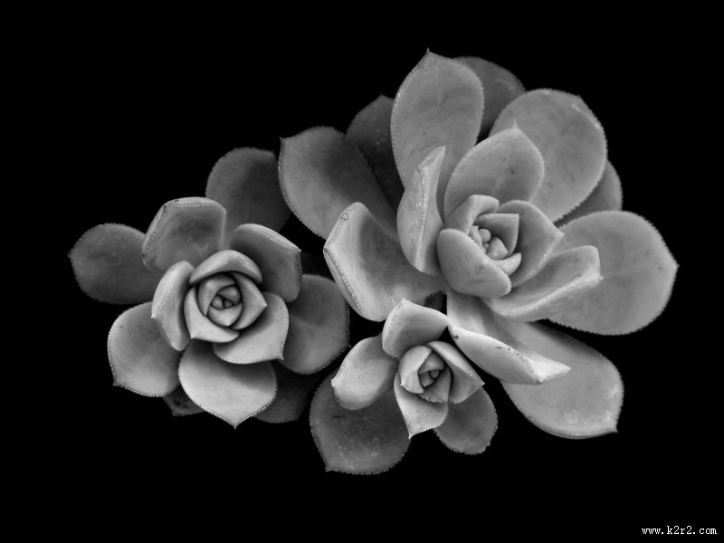 唯美的多肉植物图片