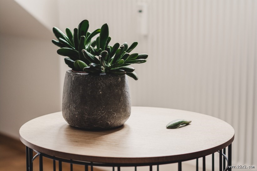 唯美的多肉植物图片