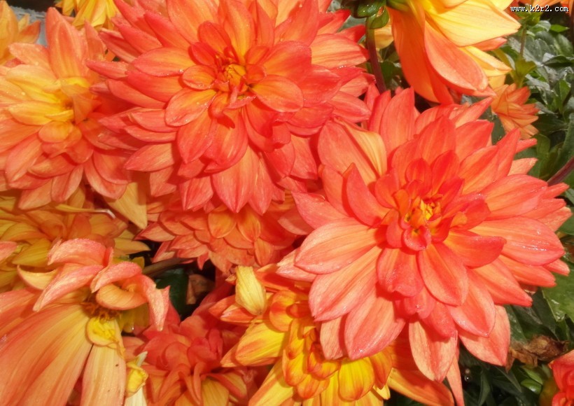 好看的橙色大丽花图片