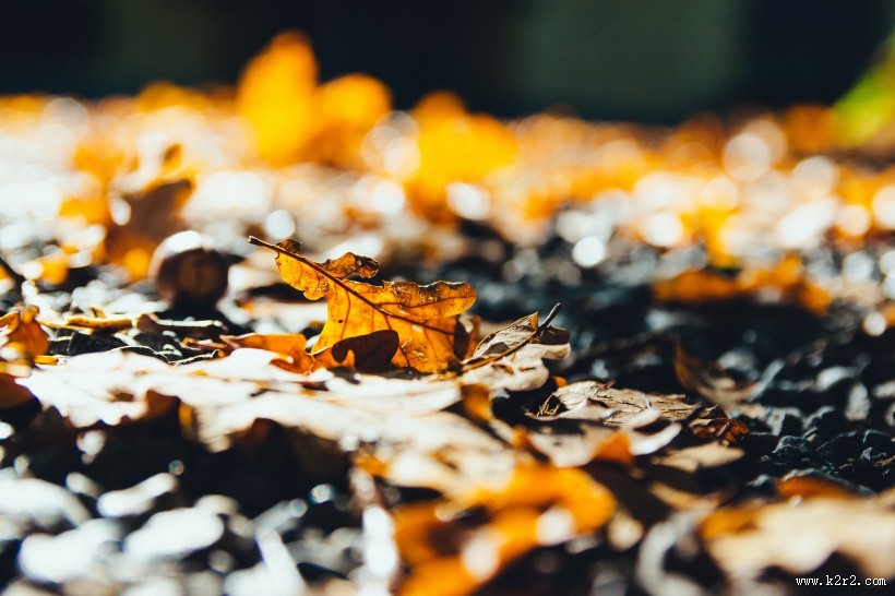 深秋的落叶图片