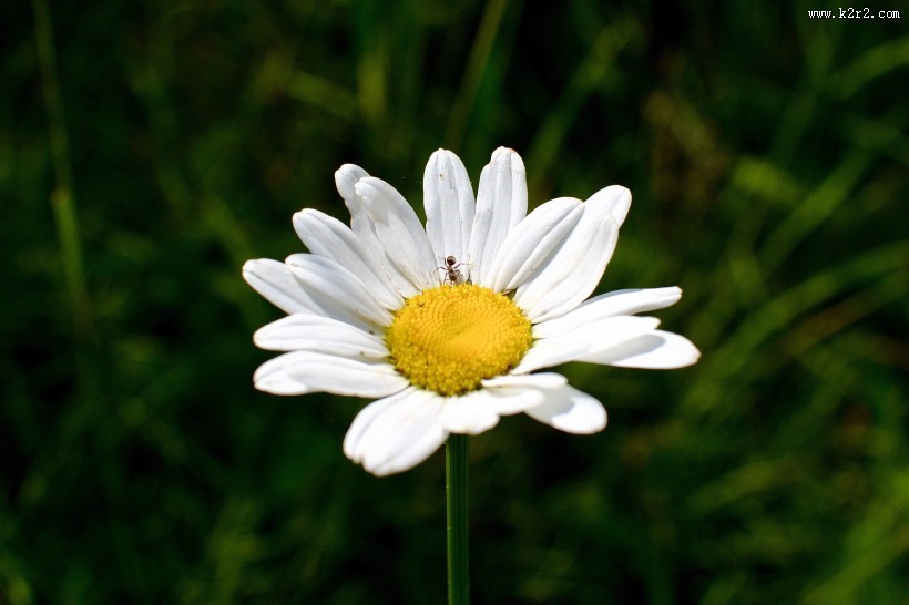 清新美好的雏菊图片