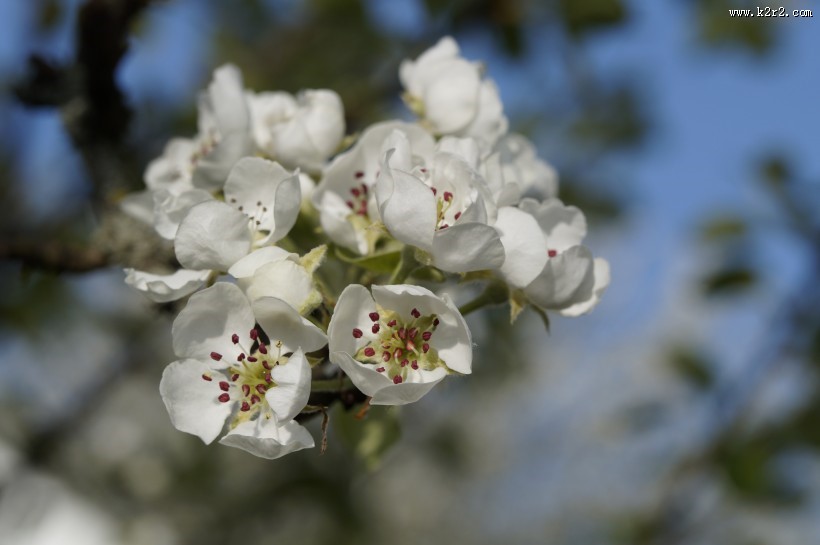 白色的苹果花图片
