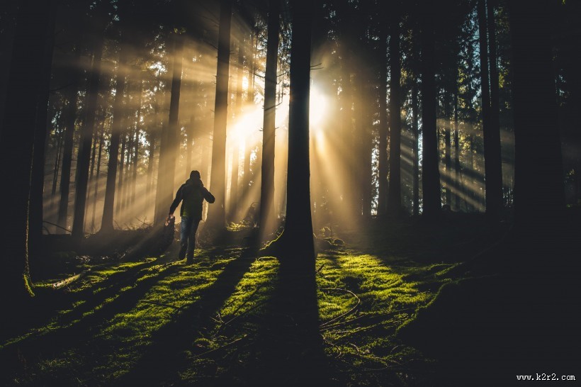 笔直生长的树木图片