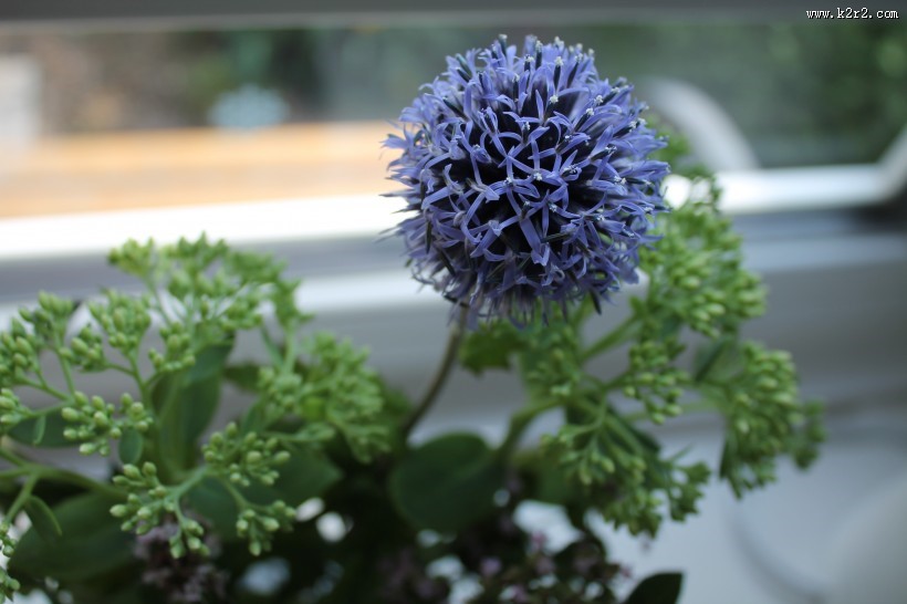 漂亮好看的紫色葱花图片