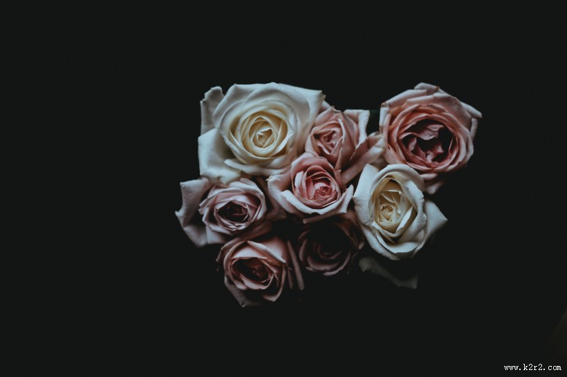 淡雅的玫瑰花图片大全