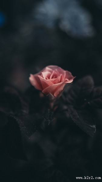 粉色的玫瑰花图片