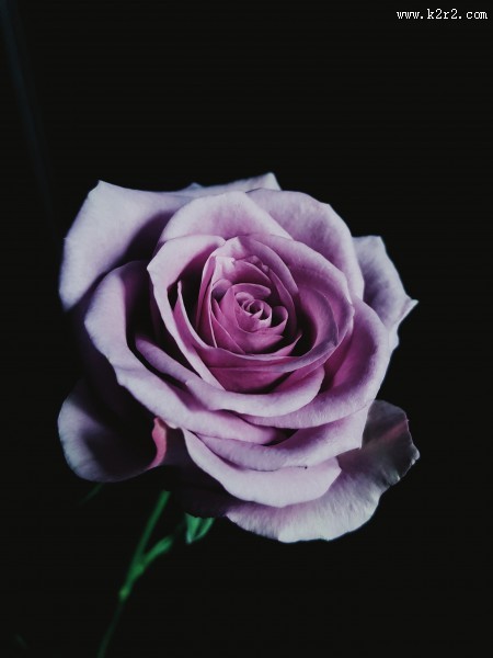 粉色的玫瑰花图片