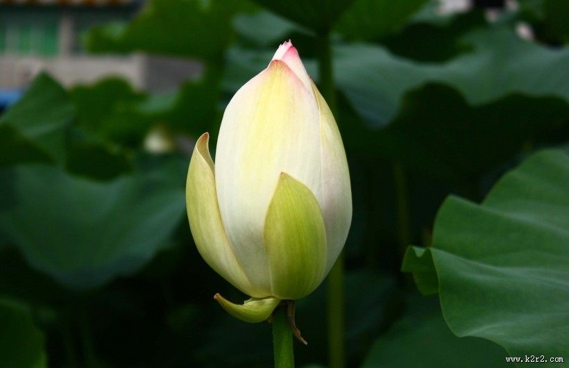 洁白的荷花图片大全