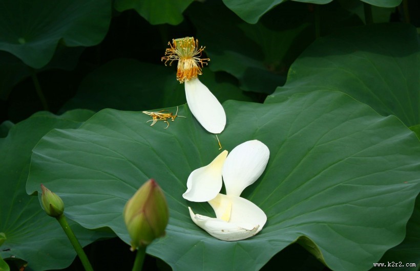 洁白的荷花图片大全