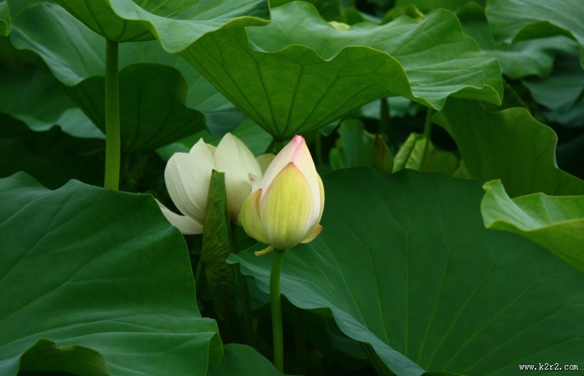 洁白的荷花图片大全