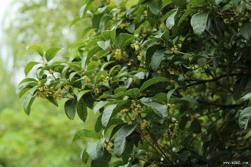 香甜的金色桂花图片