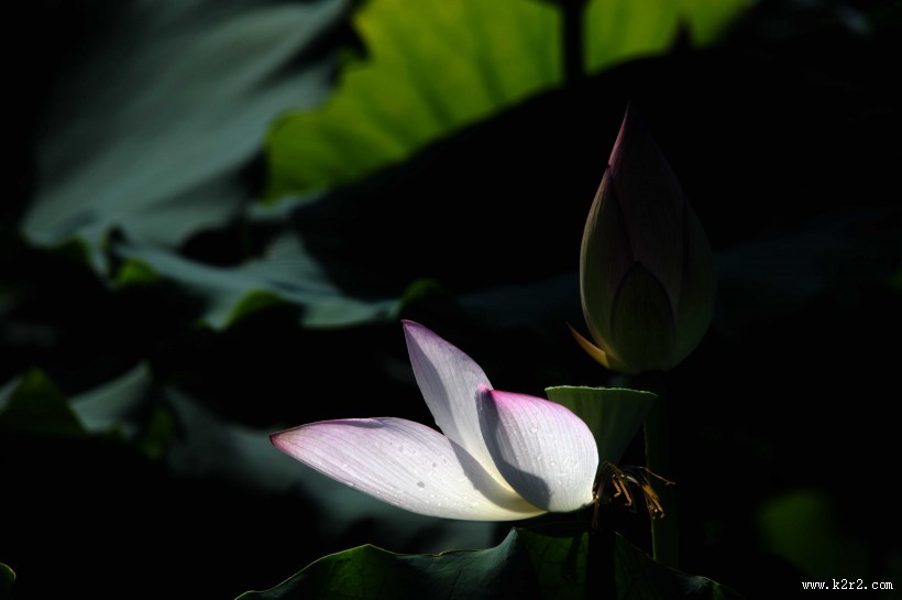 凋零的残荷图片