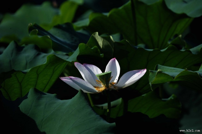 凋零的残荷图片