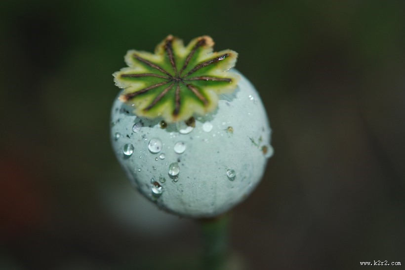 绿色的罂粟果实图片大全