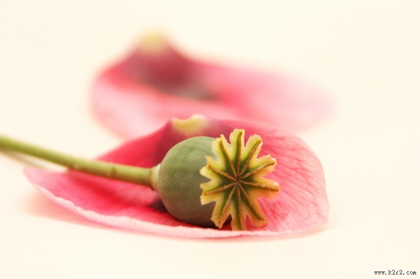 绿色的罂粟果实图片大全