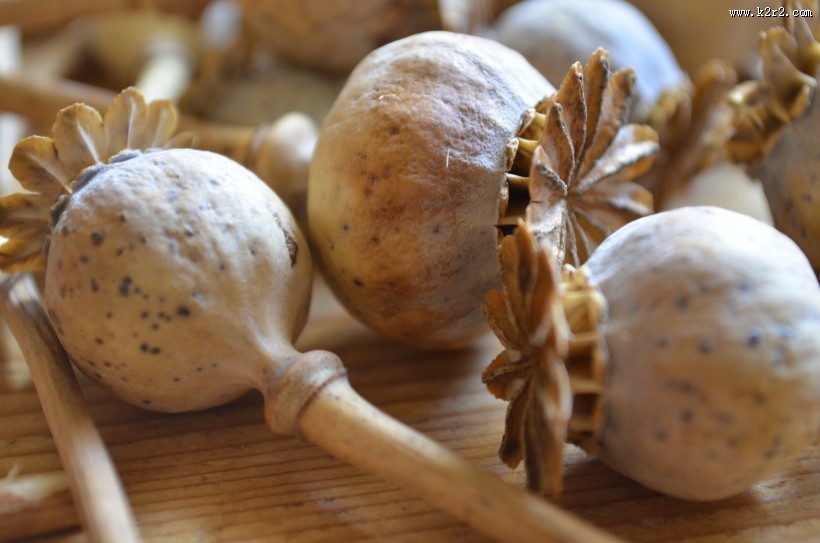 绿色的罂粟果实图片大全