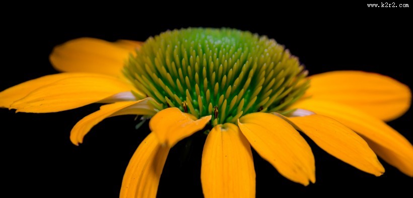 漂亮的松果菊图片大全