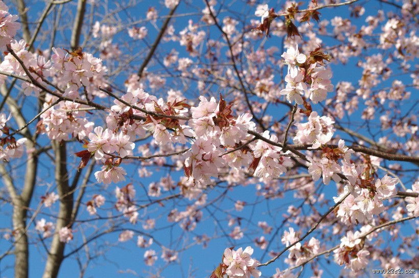 粉艳的樱花图片大全