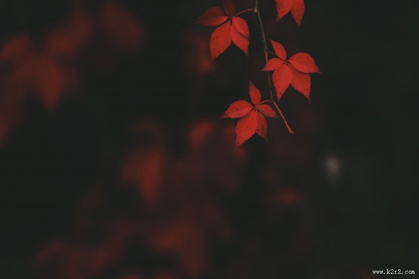 漂亮的树叶图片