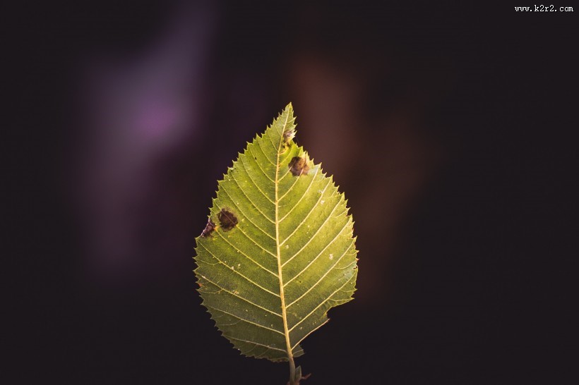 漂亮的树叶图片