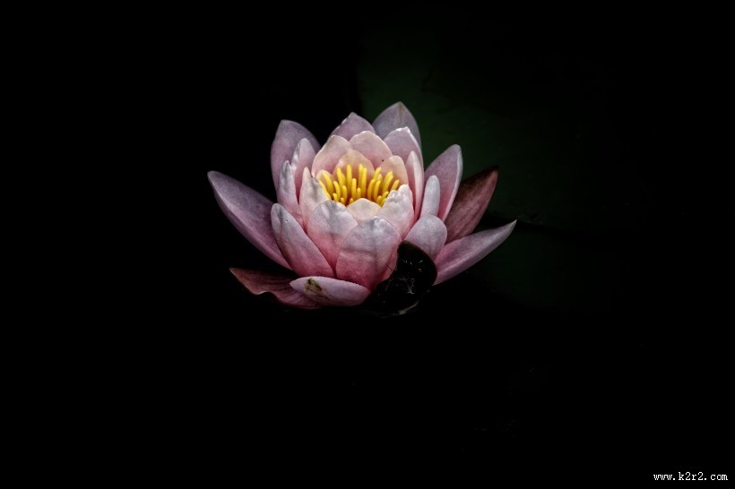 美丽莲花的图片