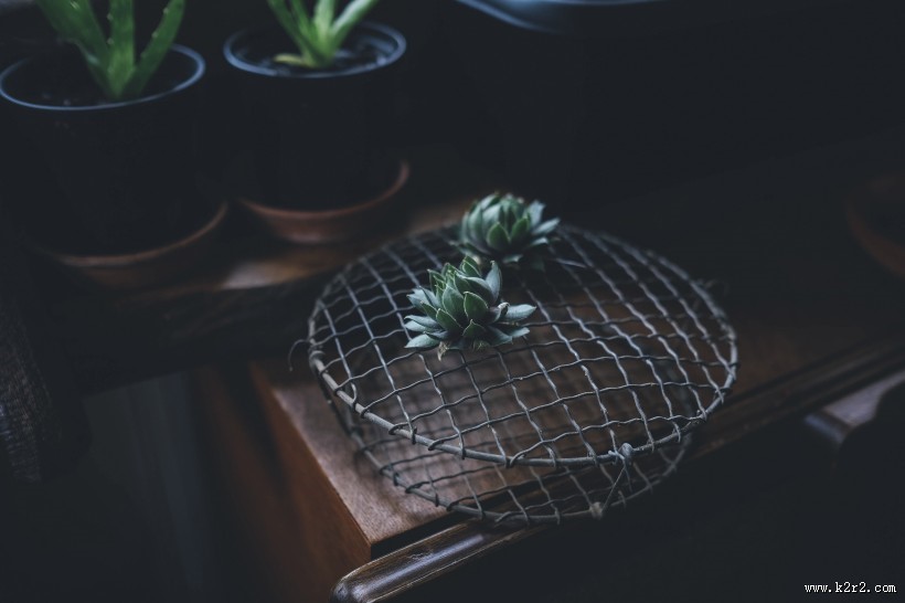 各种各样的可爱盆栽图片