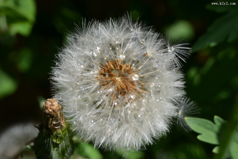 轻盈柔软的蒲公英图片