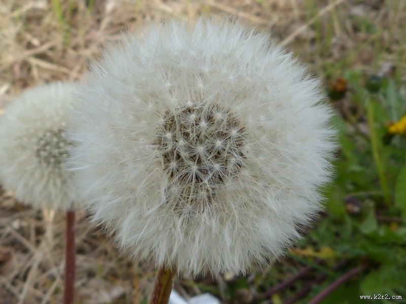 轻盈柔软的蒲公英图片