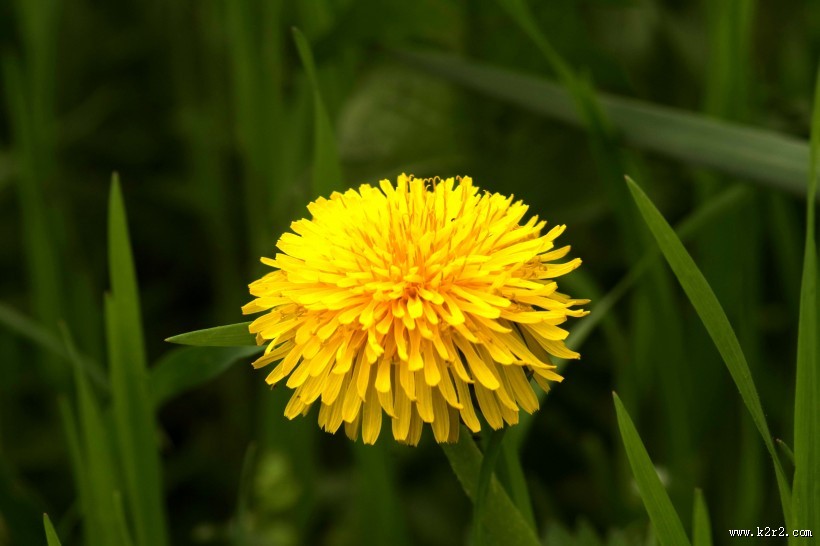黄色的苦菜花图片