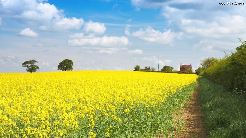 一望无际的油菜花田风景图片