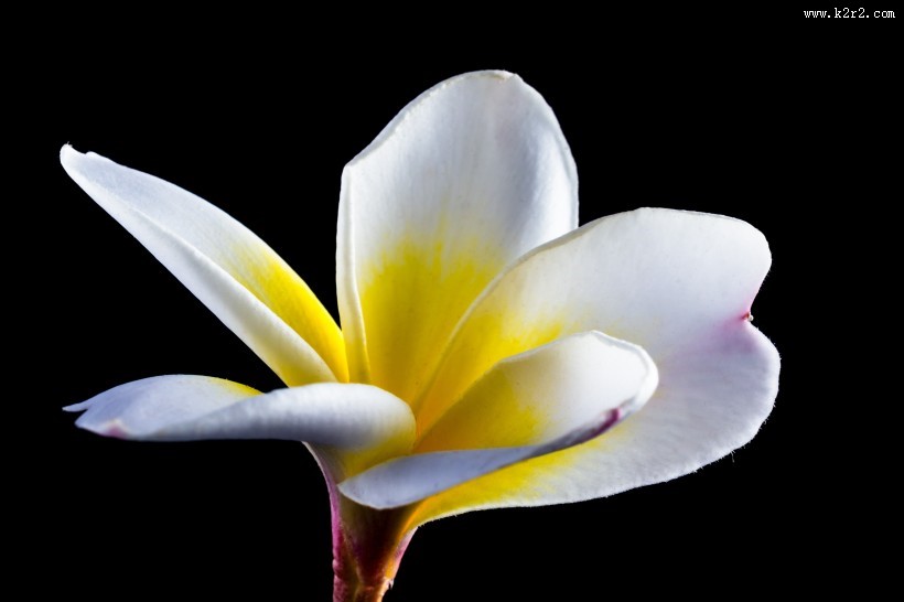 让人怦然心动的鸡蛋花图片