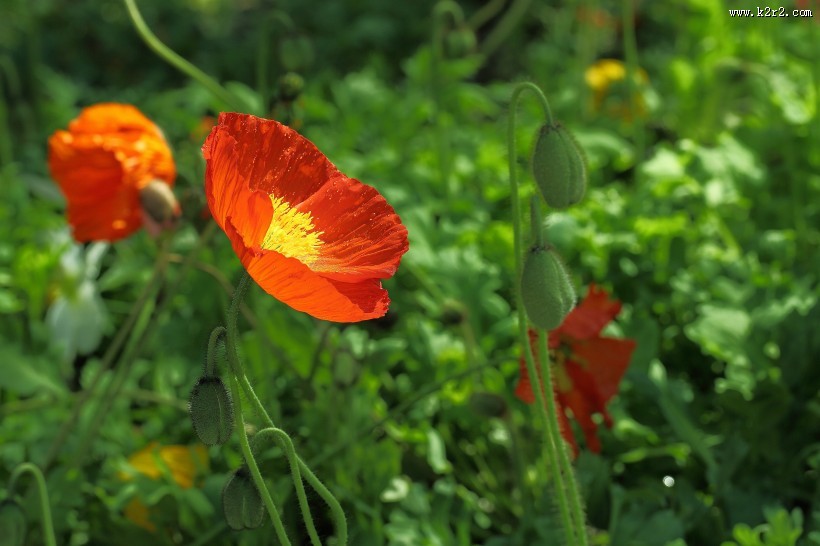 娇艳的虞美人图片