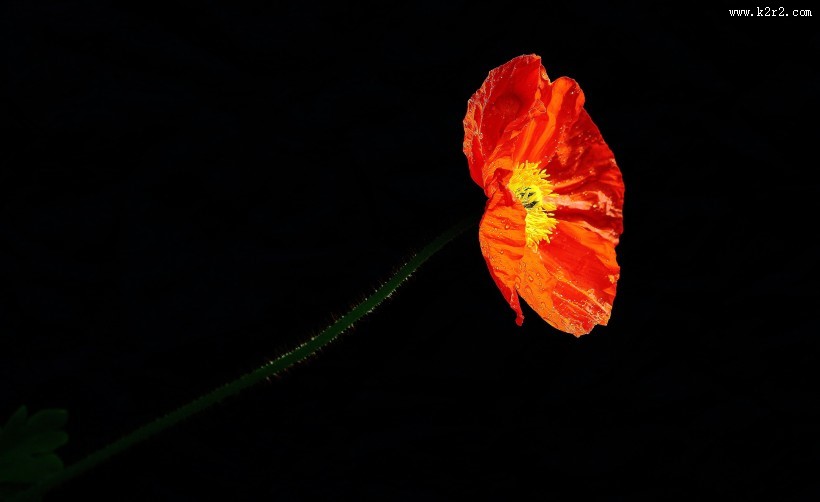 娇艳的虞美人图片