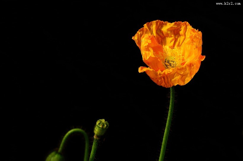 娇艳的虞美人图片