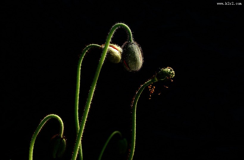 娇艳的虞美人图片